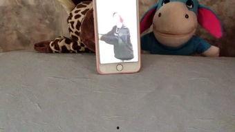 娱乐吃瓜宠物,吃瓜宠物们的欢乐日常