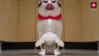 娱乐吃瓜猫咪视频大全